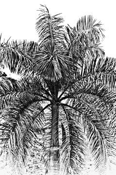 Palm boom van Stefan Antoni
