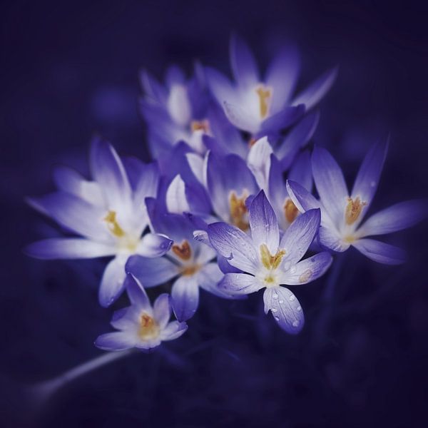 BlueLights by Maneschijn FOTO