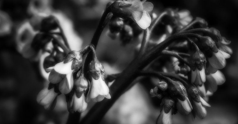 Bloemen by Jane Changart