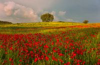 Poppies field at the sunset