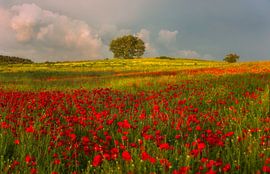 Mohnfeld bei Sonnenuntergang von Olga Ilina