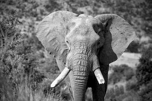 Prachtige oude olifant, Zuid Afrika