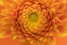 Nahaufnahme einer orangefarbenen Dahlie