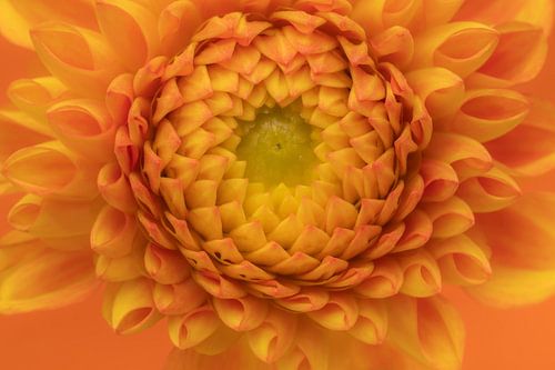 Gros plan sur un dahlia orange