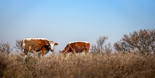 Bruine koeien grazend in de Manteling
