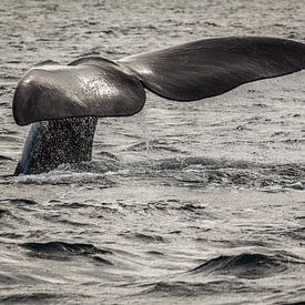 Humpback Whale by Joram Janssen