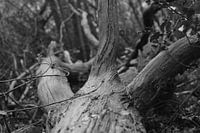 Gefallener Baum