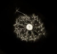 Taraxacum Officinale - Paardenbloem