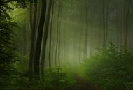forêt matin, Norbert Maier par 1x Aperçu