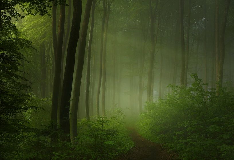 forêt matin, Norbert Maier par 1x
