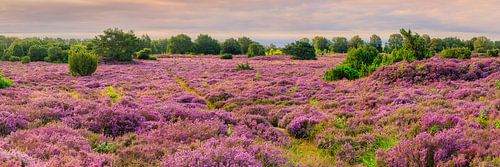De heide in bloei in Terhorsterzand