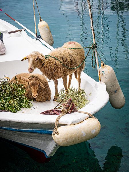 Sheep on the foredeck of a boat by Luc V. de Zeeuw
