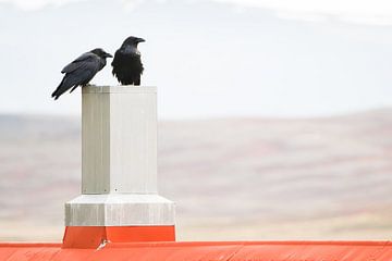 Zwei Raben in Island von Danny Slijfer Natuurfotografie