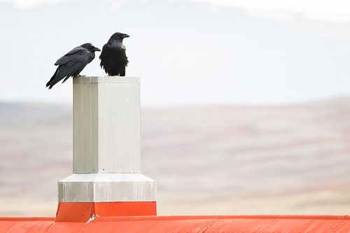 Twee raven in IJsland