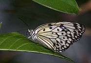 Papillon par Miranda van Hulst Aperçu