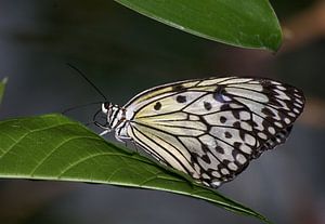 Papillon sur Miranda van Hulst