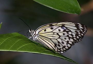 Schmetterling von Miranda van Hulst