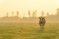Cows in a meadow during a misty sunrise by Sjoerd van der Wal thumbnail