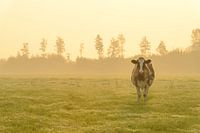 Cows in a meadow during a misty sunrise