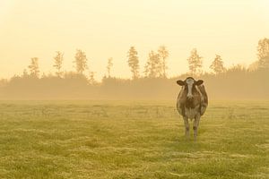 Kuh auf einer Wiese bei einem nebligen Sonnenaufgang