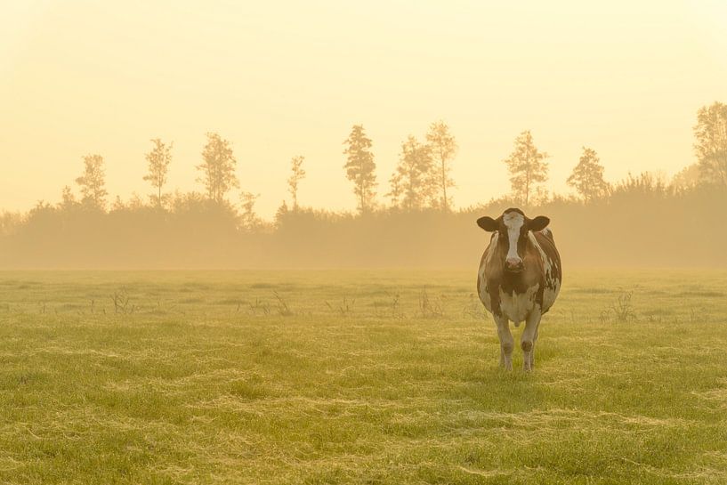 Koeien in de wei tijdens een mistige zonsopkomst van Sjoerd van der Wal