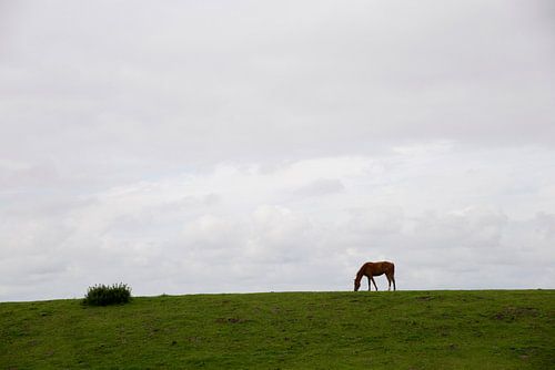 Paard op de dijk