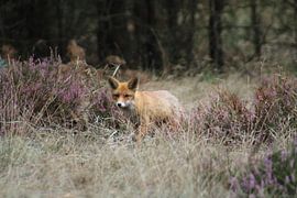 Fuchs von Natascha Koevoets