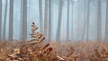 Pure gold in the misty forest by Jan van der Vlies