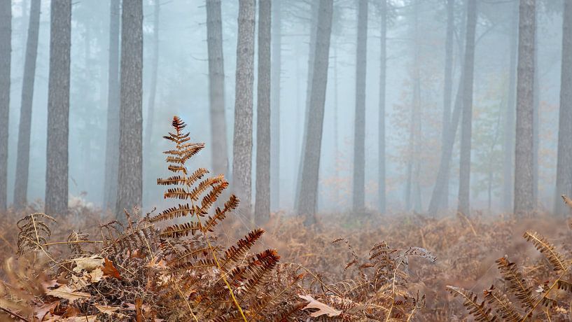 Puur goud in het mistige bos van Jan van der Vlies