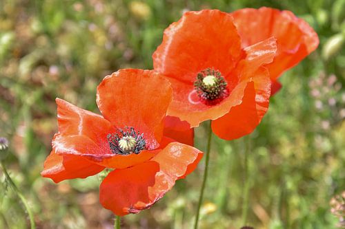 Deux coquelicots rouges