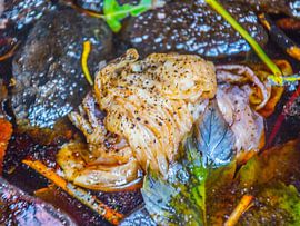 Wetlands on the beach by didier de borle