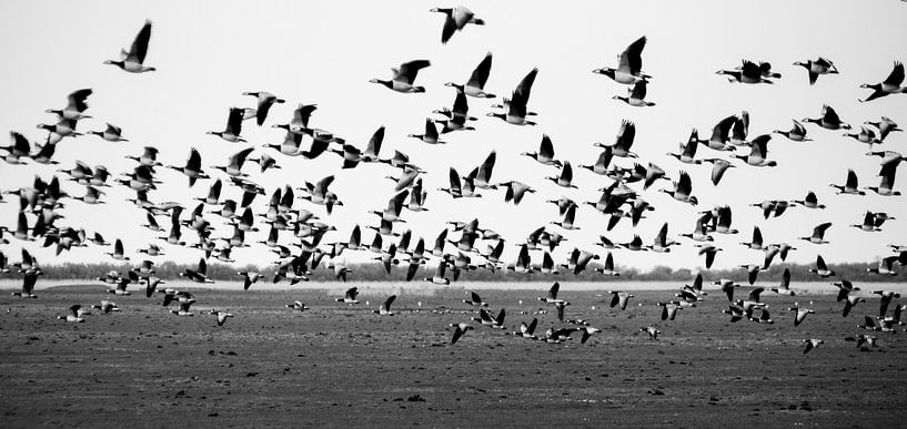A flock of geese by Roel Van Cauwenberghe