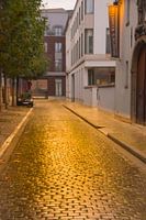 Golden Cobbles in Leuven II