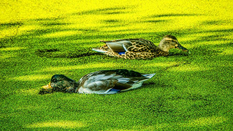 Enten im Teich von Johnny Flash