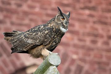 Eurasian Eagle Owl ( Bubo bubo ) courting on top of a gable of an old church van wunderbare Erde