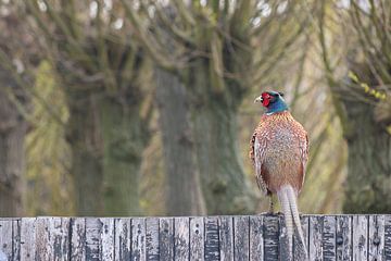 Pheasant on a fence in front of a willow lane