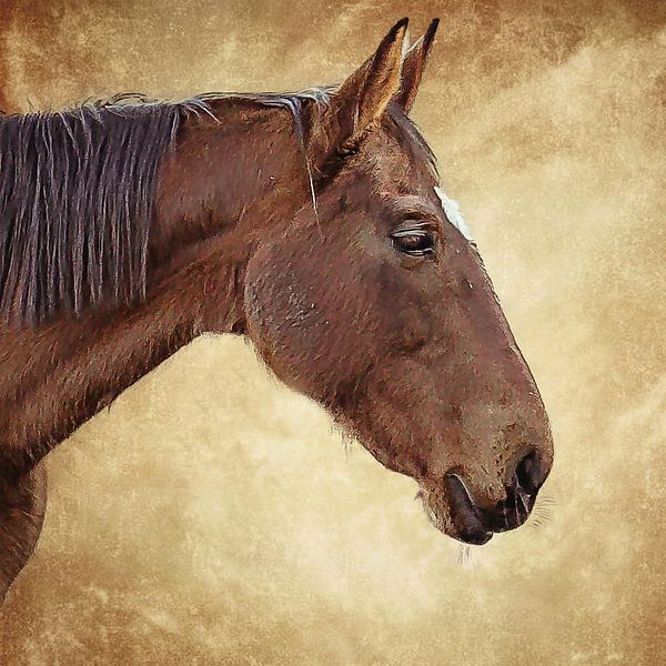 Porträt eines braunen Pferdes auf braunem Hintergrund (Kunst) von Art by Jeronimo