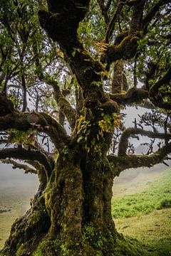 Mysterieuze laurierboom op Madeira van Caroline Pleysier