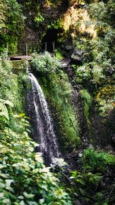 Jungle verte avec chutes d'eau
