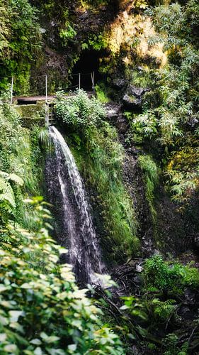 Jungle verte avec chutes d'eau