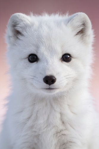 Portrait d'un petit renard polaire au pelage d'hiver blanc