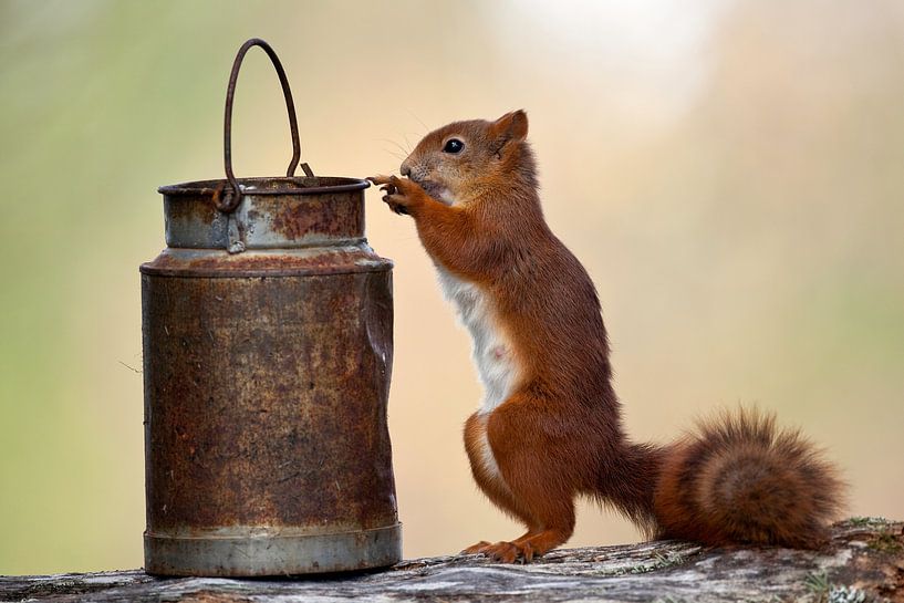 Eichhörnchen am Futtertisch in der Natur Schwedens von Wim Wilmers