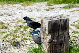 Kauw op een drinkbak