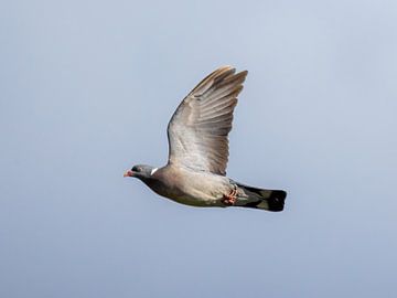 A pigeon in flight by Teresa Bauer