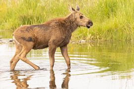 Junger Elch von Kris Hermans