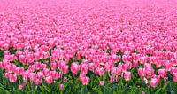 Champ de tulipes roses en fleurs au printemps en Hollande par Sjoerd van der Wal Photographie Aperçu