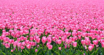 Field of blooming pink tulips during springtime in Holland by Sjoerd van der Wal Photography