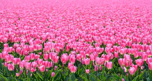 Bloeiende roze Tulpen