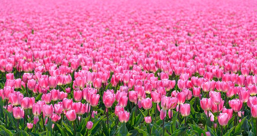 Champ de tulipes roses en fleurs au printemps en Hollande par Sjoerd van der Wal Photographie