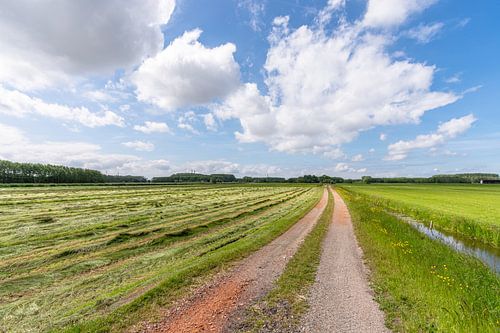 Meadow at the Zuidbuurt